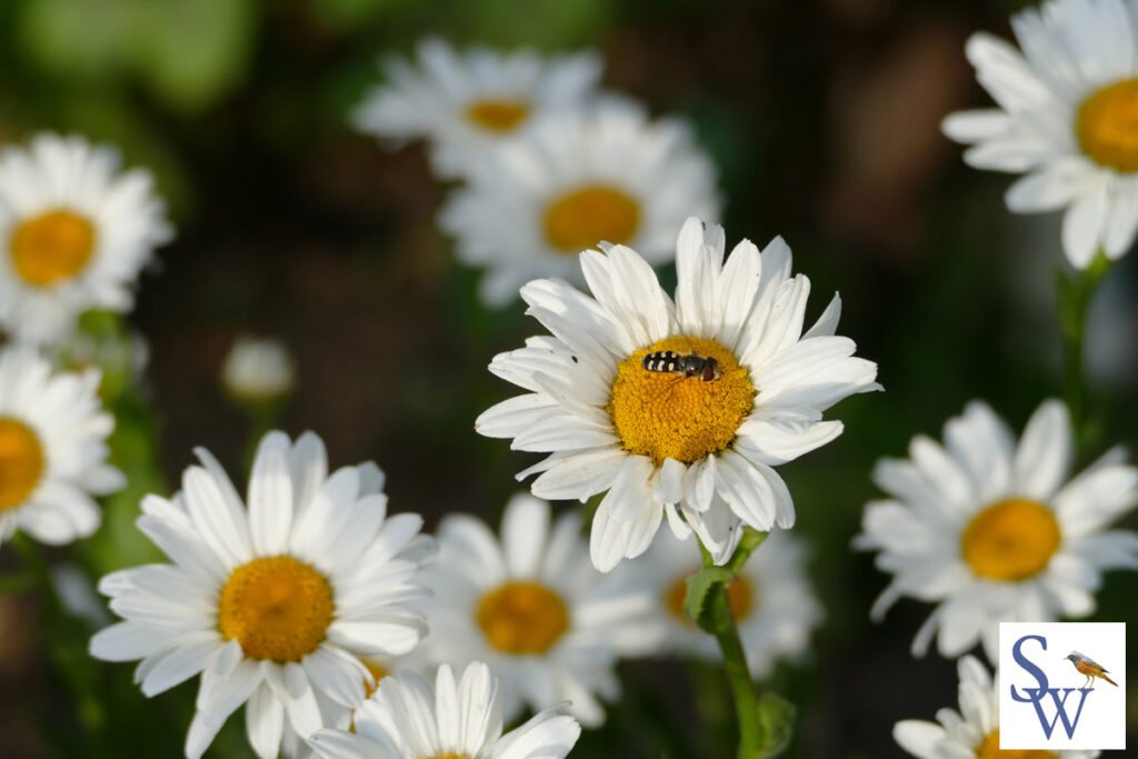 Margeriten