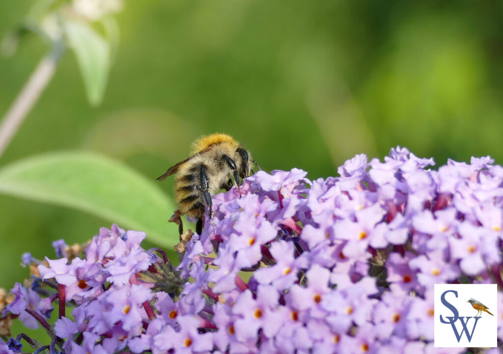 Hummel - Foto von Sylvia Wentzlau