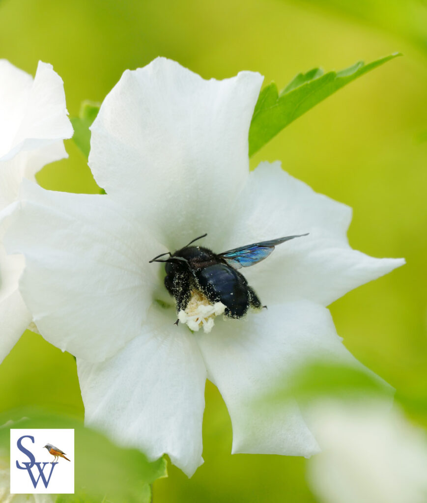 Blaue Holzbiene im Hibiskus