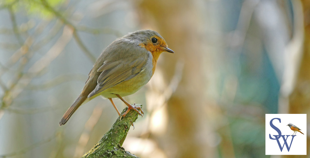 Rotkehlchen in unserem Garten