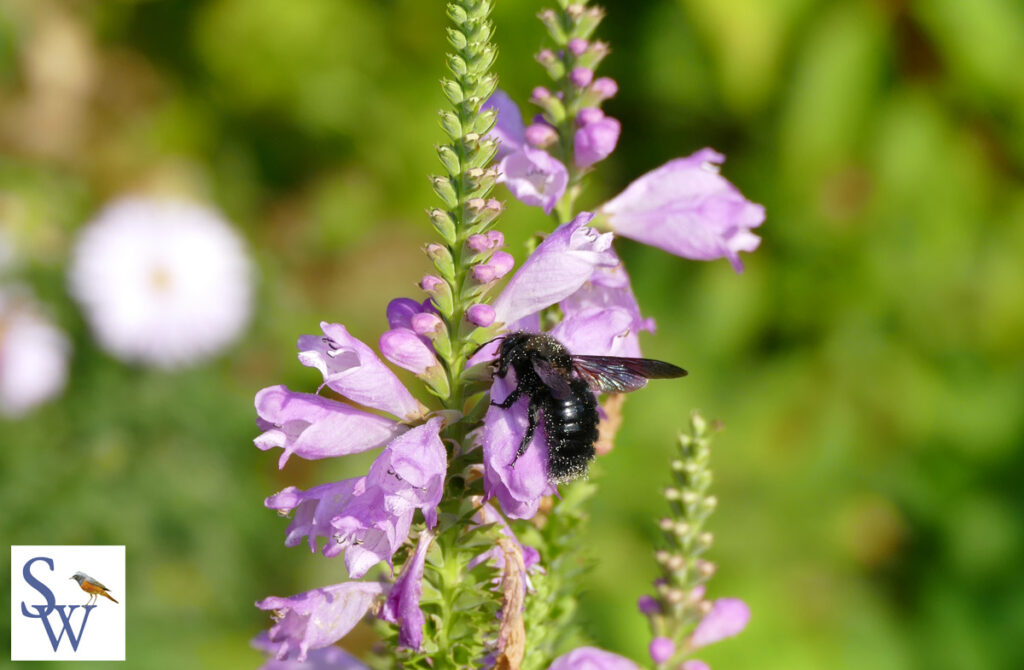 Naturgartenbuch von Sylvia Wentzlau - Foto Blaue Holzbiene