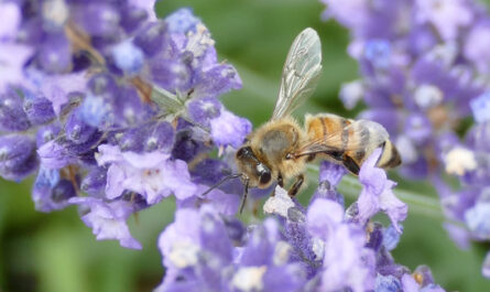 Die kleine Biene Summmalrum